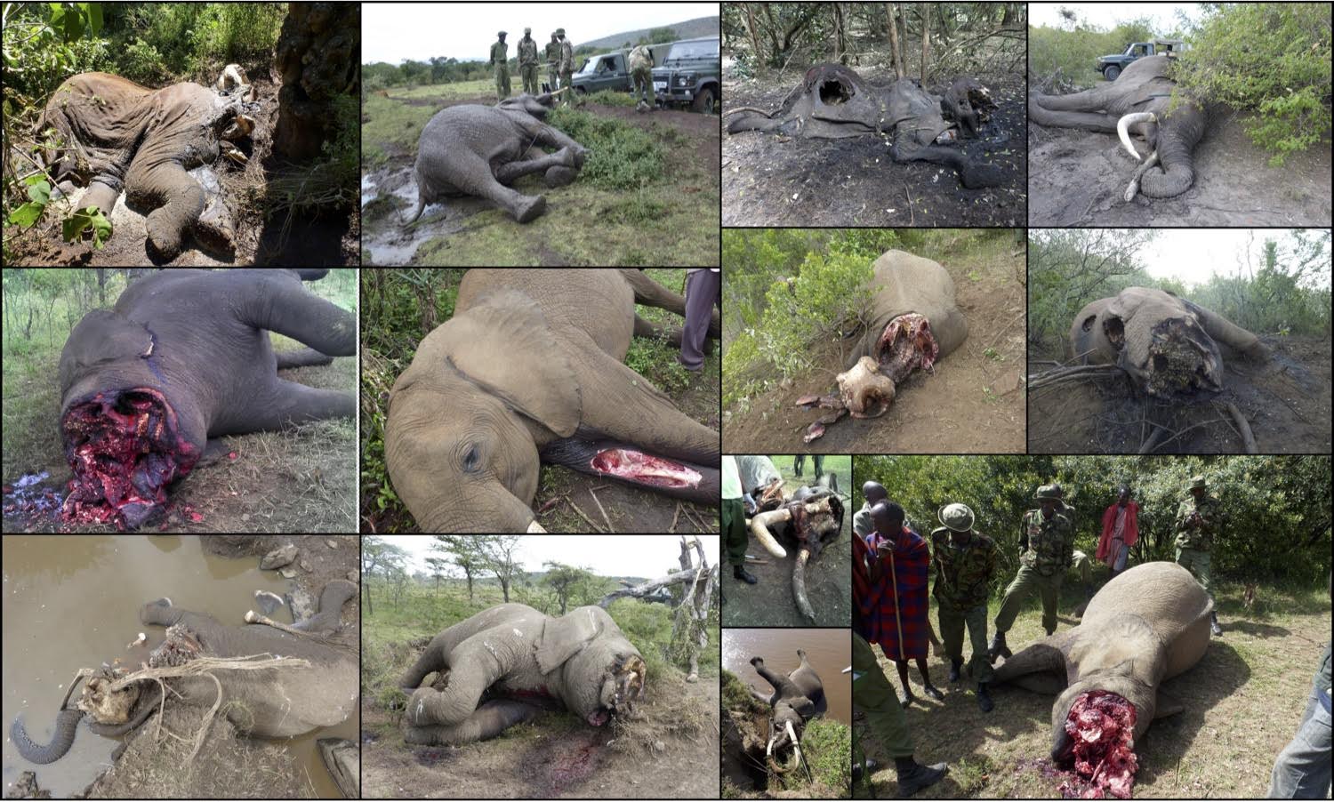 Poached African Elephants