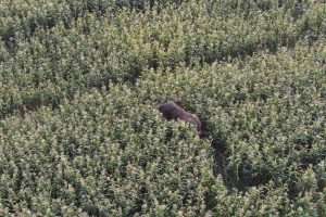 Crop Raiding Elephant