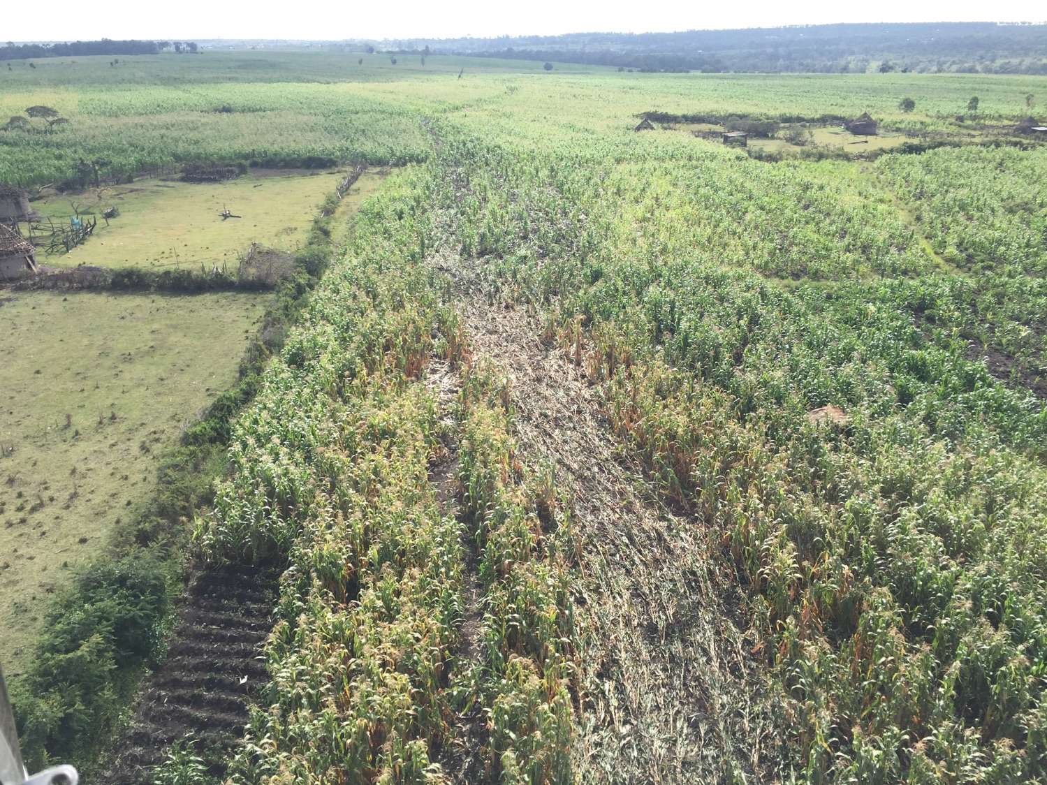 Shorty Crop Raiding Path