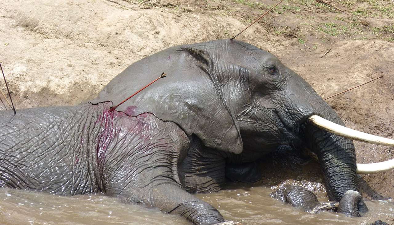 Human Elephant Conflict